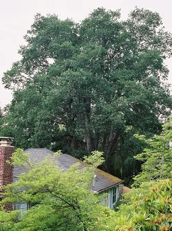 Oregon white oak