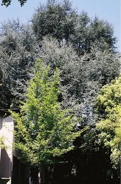 Atlas cedar