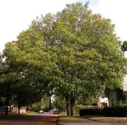 English walnut