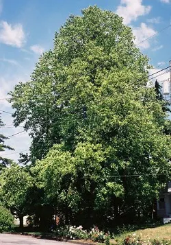 Tulip tree