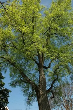 Tulip tree