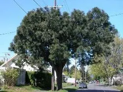 Apache pine