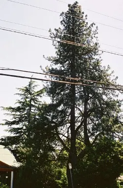 Ponderosa pine