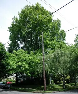 Northern red oak