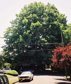 Northern red oak