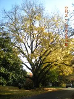 Dutch elm