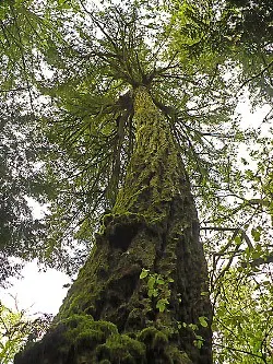 Douglas-fir