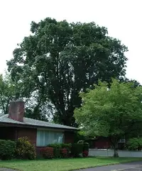 Oregon white oak