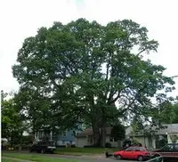 Oregon white oak
