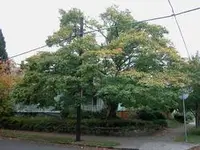 Japanese maple