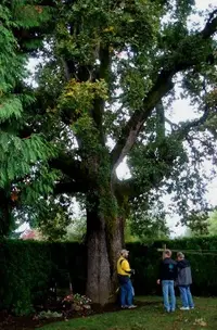 Oregon white oak