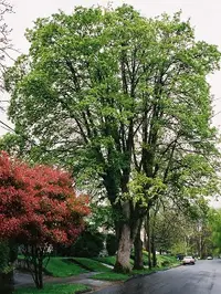 Sycamore maple