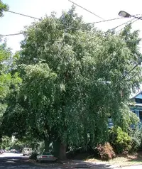 River birch