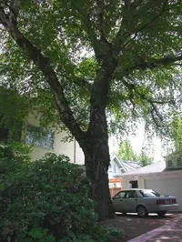 European white birch