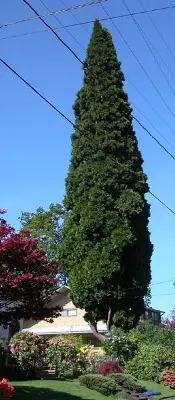 Incense cedar