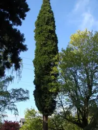 Incense cedar