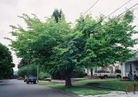 American hornbeam