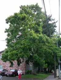 Shagbark hickory