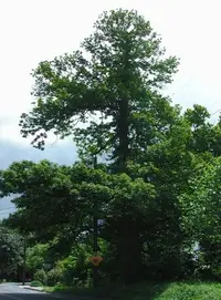 Spanish chestnut