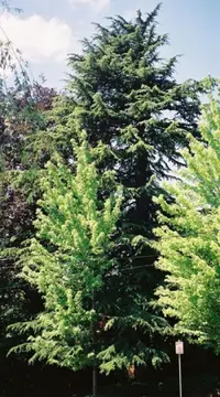 Deodar cedar