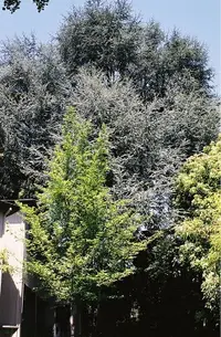 Atlas cedar