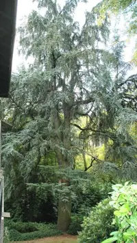 Atlas cedar