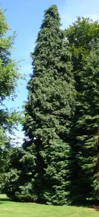 Port Orford cedar