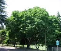 Yellowwood