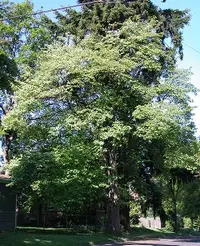 Pacific dogwood