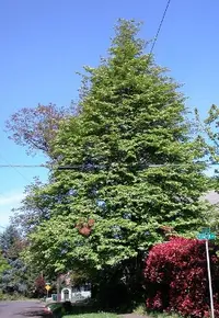 Pacific dogwood