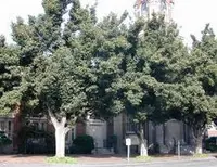 Lavalle hawthorn