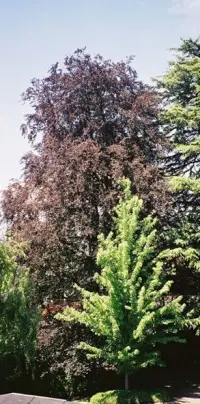 European beech