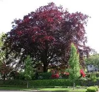 Copper beech