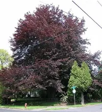 Copper beech