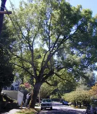 Oregon ash