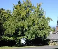 Ginkgo