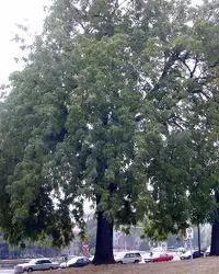 Black walnut