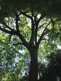 Black walnut