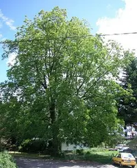 Black walnut