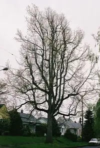 American sweetgum
