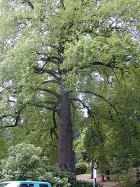 Tulip tree