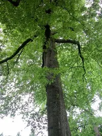 Tulip tree