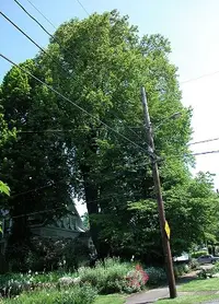 Tulip tree