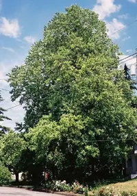 Tulip tree