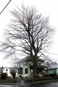 Tulip tree