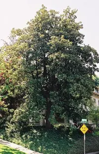 Southern magnolia