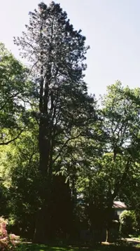 Ponderosa pine