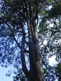 Ponderosa pine