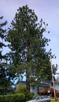 Ponderosa pine