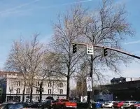 American sycamore